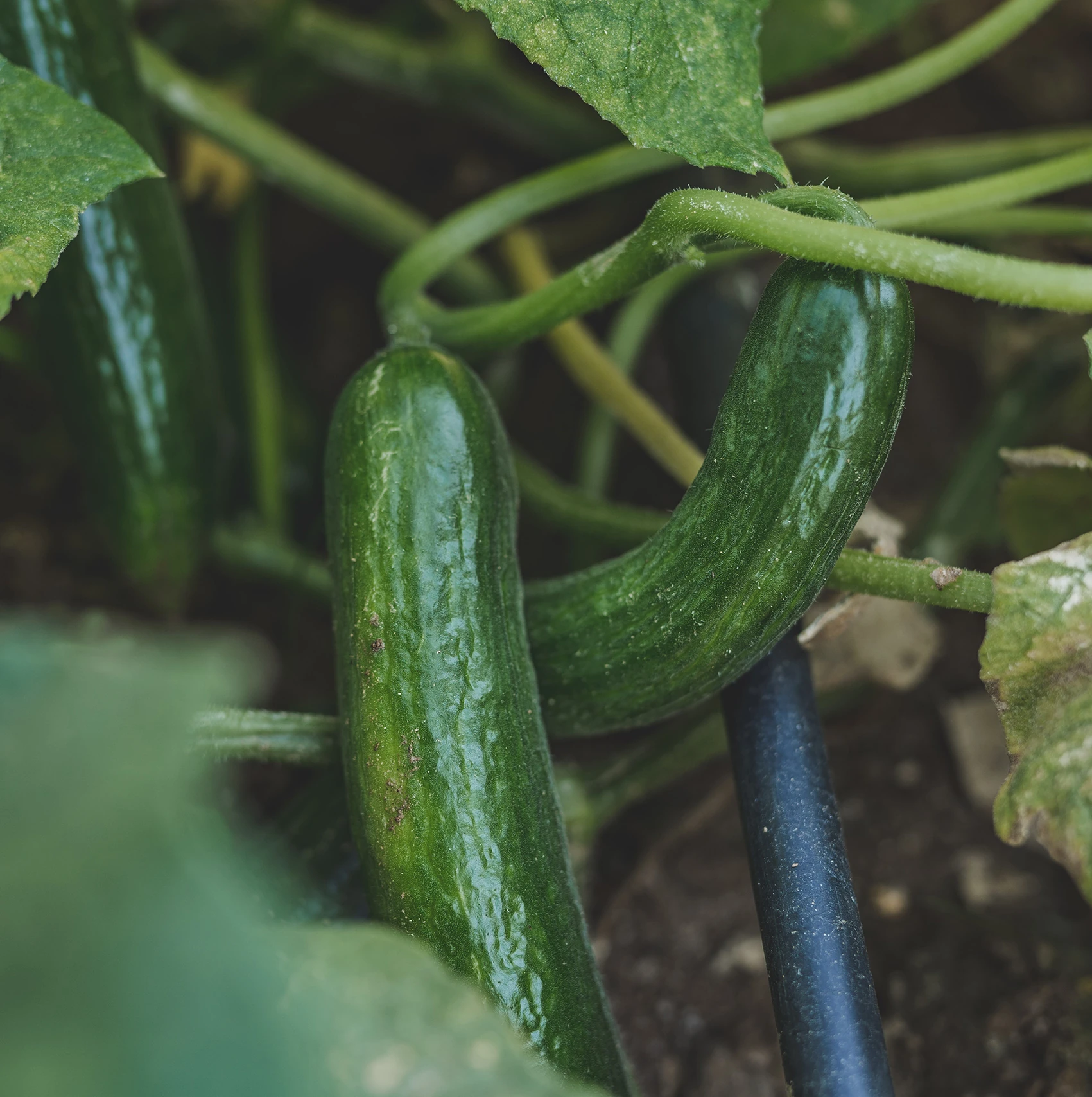 salatalik-2urun.webp