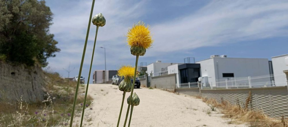 Tülüşah’ı koparanın vay haline! 557 bin TL cezası var: Özel izinle dokunuluyor