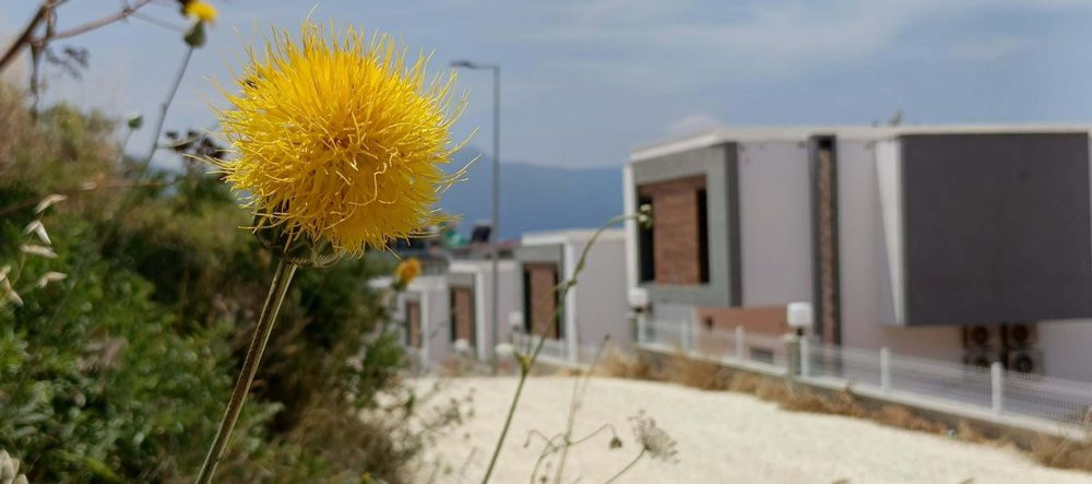 Tülüşah’ı koparanın vay haline! 557 bin TL cezası var: Özel izinle dokunuluyor