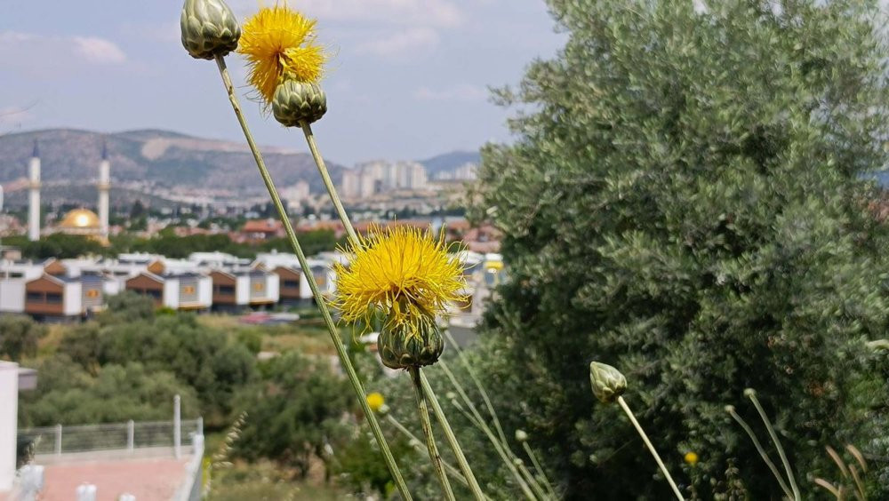 Tülüşah’ı koparanın vay haline! 557 bin TL cezası var: Özel izinle dokunuluyor