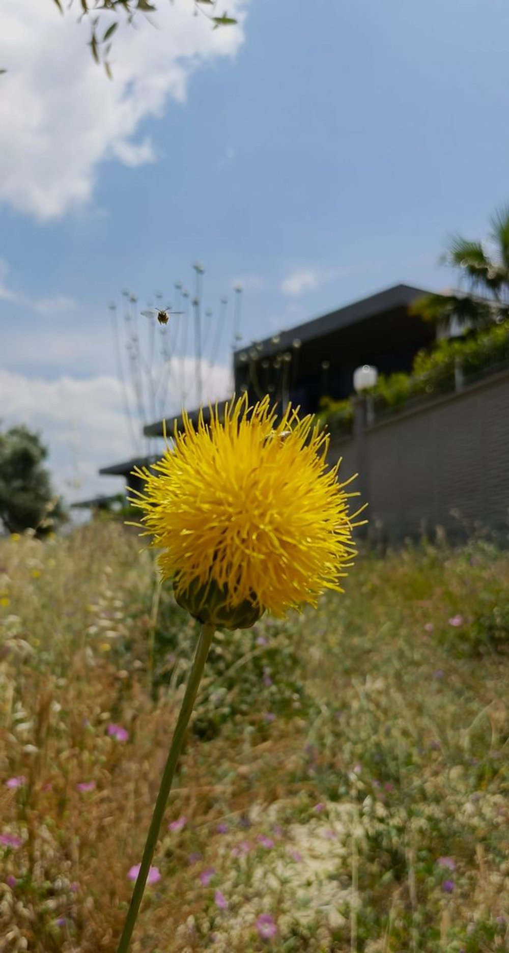 Tülüşah’ı koparanın vay haline! 557 bin TL cezası var: Özel izinle dokunuluyor