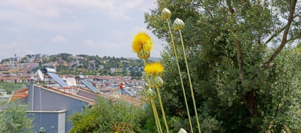 Tülüşah’ı koparanın vay haline! 557 bin TL cezası var: Özel izinle dokunuluyor