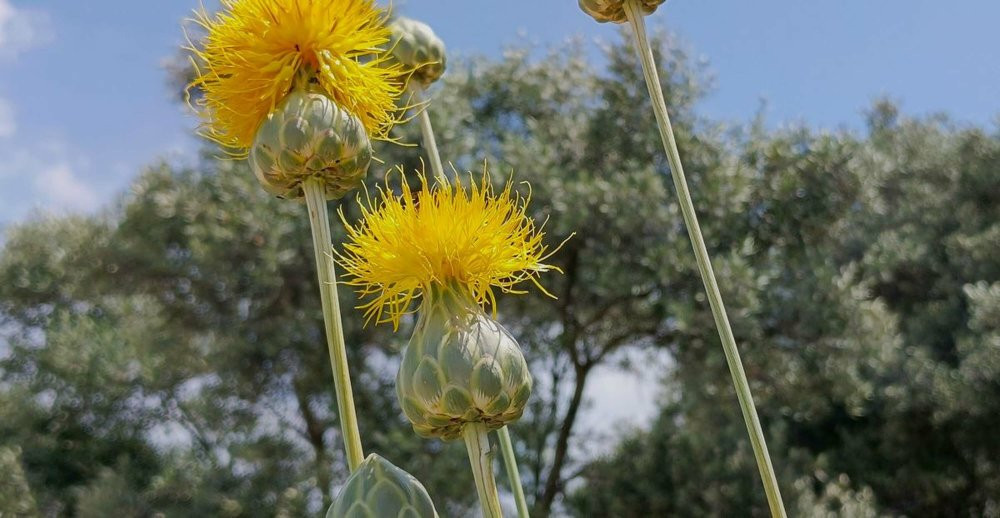 Tülüşah’ı koparanın vay haline! 557 bin TL cezası var: Özel izinle dokunuluyor