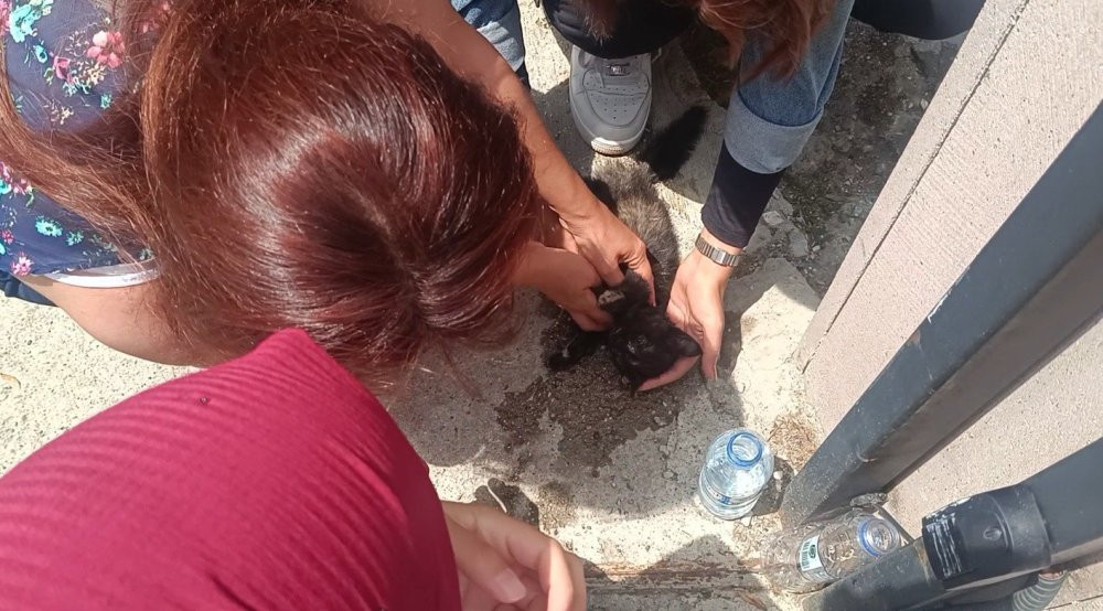 Aracın çarptığı yavru kedi, öğrencilerinin kalp masajıyla hayata döndü