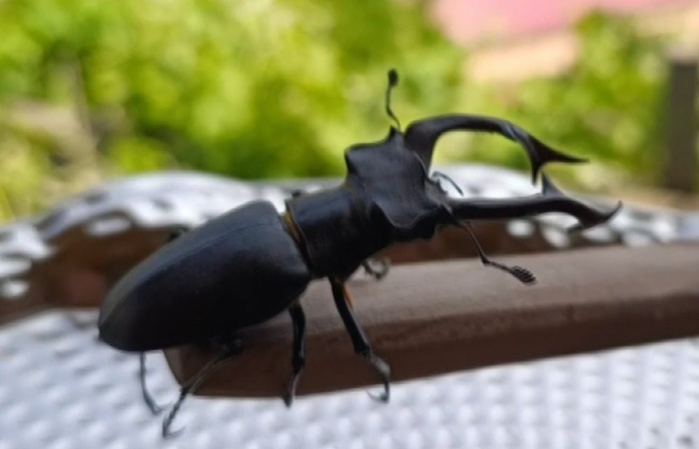 100 bin dolarlık böcek eve girdi! Türkiye bu olayı konuşuyor: Kırmızı listede yer alıyordu