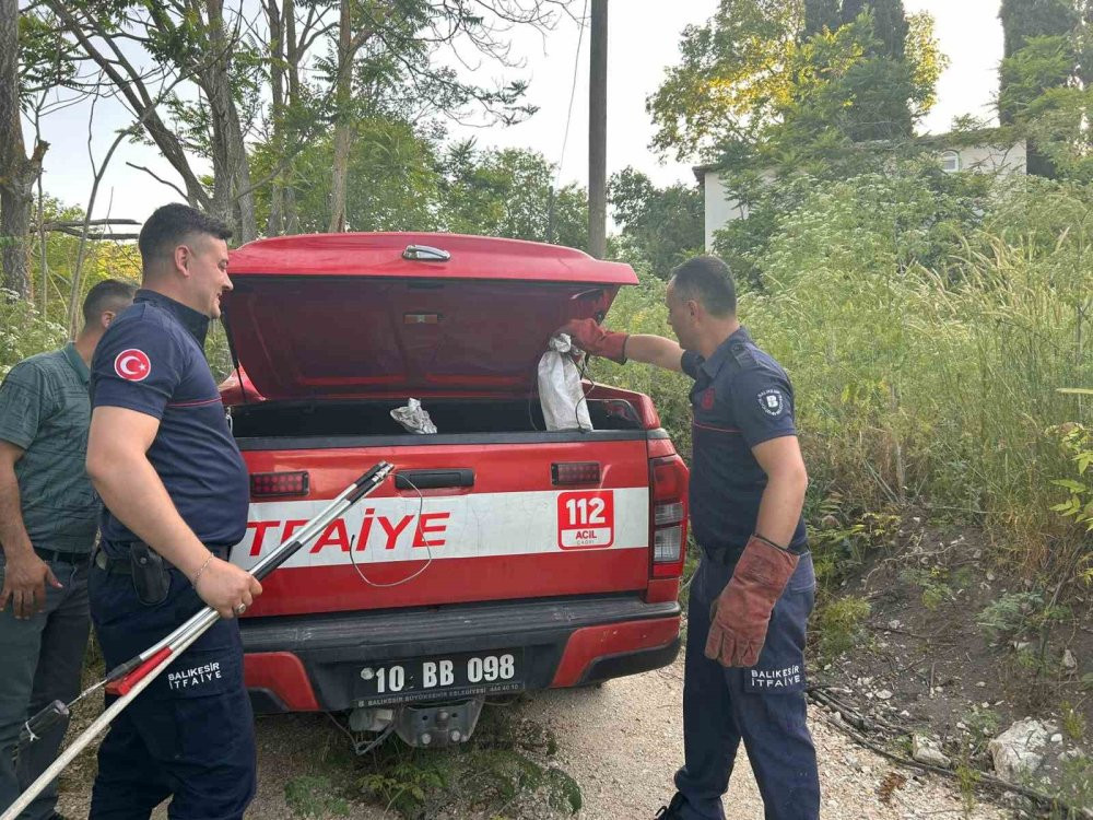 Balıkesir'de engerek mesaisi