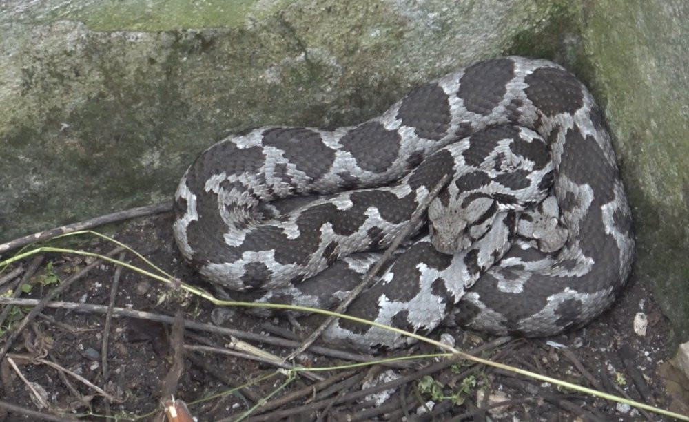 Balıkesir'de engerek mesaisi
