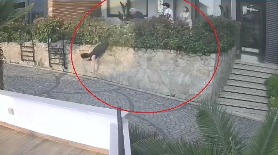 Doktordan kadın komşusunu duvardan uçurtan yumruk! Gözüne 12 dikiş atıldı kemikleri kırıldı