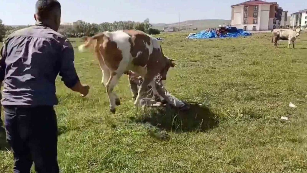 Kurbanlığın, sahibini terlettiği anlar cep telefonuyla kaydedildi