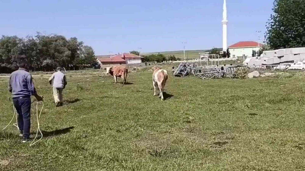 Kurbanlığın, sahibini terlettiği anlar cep telefonuyla kaydedildi