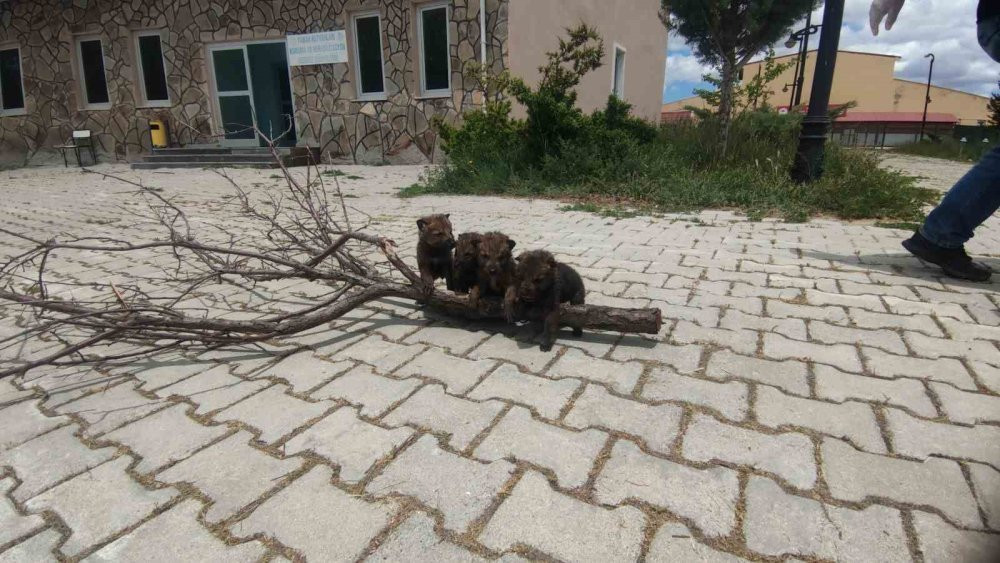 Yaylada bitkin halde bulundular!