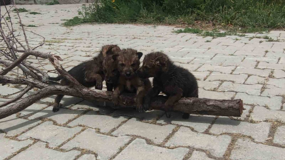 Yaylada bitkin halde bulundular!