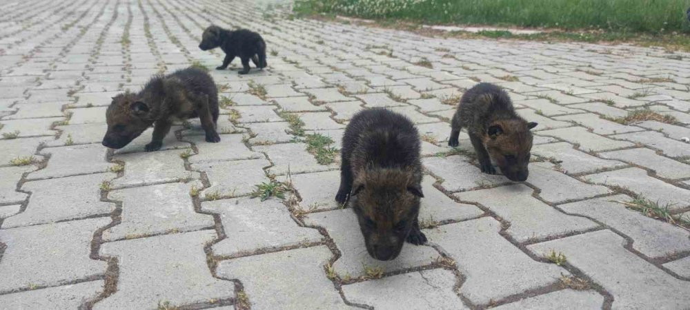 Yaylada bitkin halde bulundular!