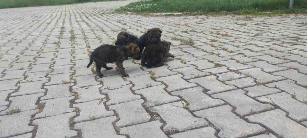 Yaylada bitkin halde bulundular!