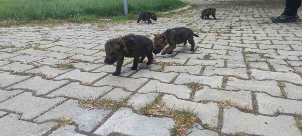 Yaylada bitkin halde bulundular!