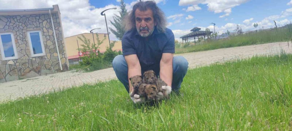 Yaylada bitkin halde bulundular!