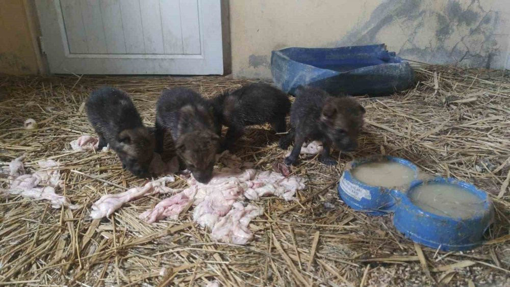 Yaylada bitkin halde bulundular!