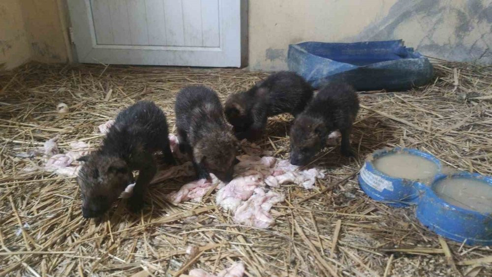 Yaylada bitkin halde bulundular!