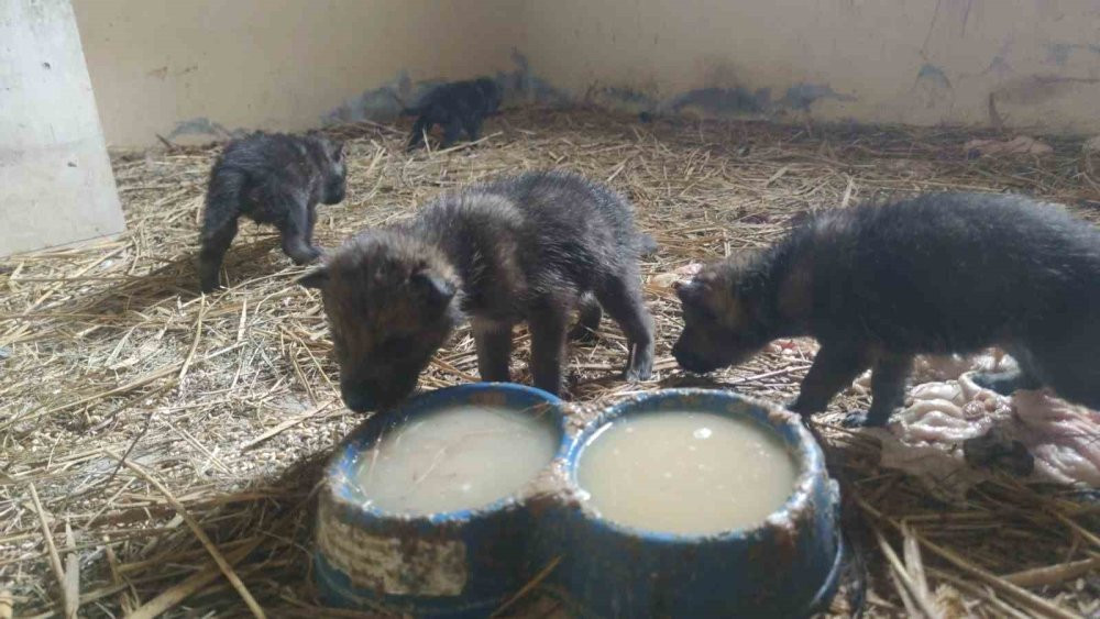 Yaylada bitkin halde bulundular!