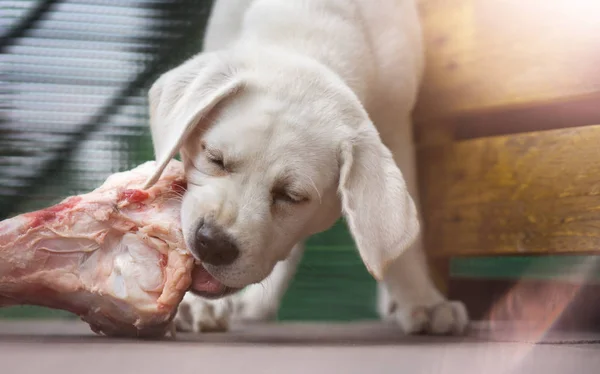 depositphotos-207192798-stock-photo-young-cute-white-labrador-retriever.jpg