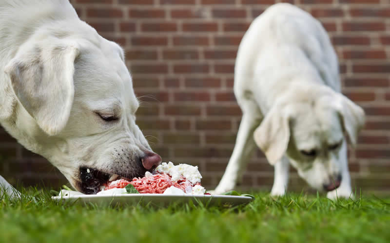 rawfooddietlabradors.jpg