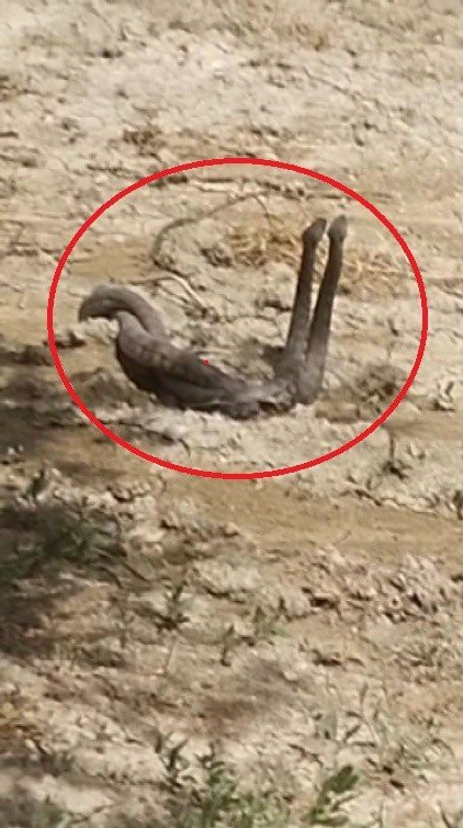 Yürüyüşte şok eden anlar: Yılanların çiftleşme dansını kayda aldı (İZLE)