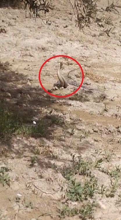 Yürüyüşte şok eden anlar: Yılanların çiftleşme dansını kayda aldı (İZLE)