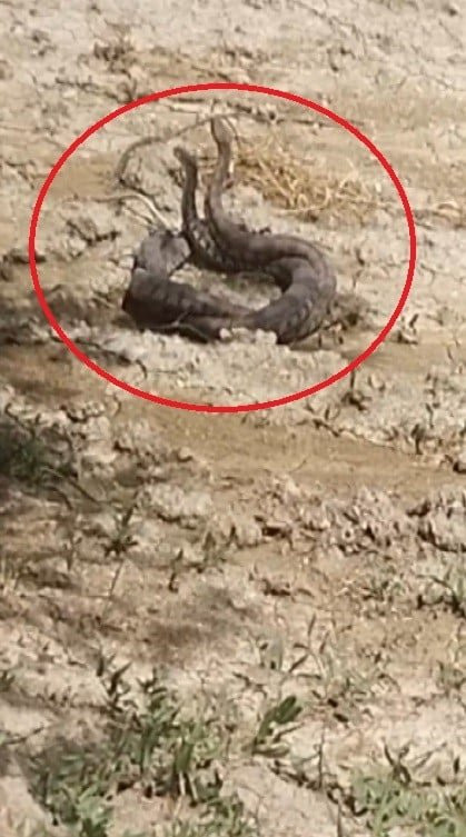 Yürüyüşte şok eden anlar: Yılanların çiftleşme dansını kayda aldı (İZLE)