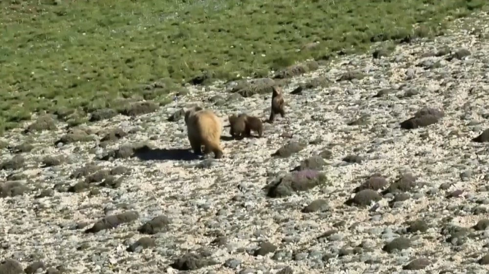 Erzincan’da anne ayı ve yavruları görüntülendi