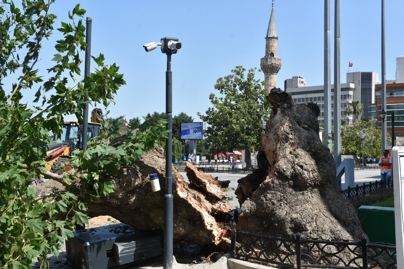 izmir-valiligi-onundeki-asirlik-cinar-de-758565-223851.jpg