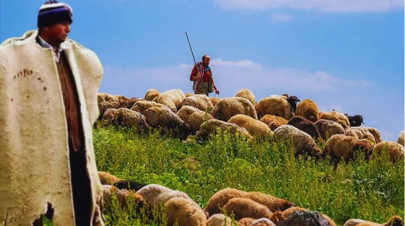 tarimda-skandal-karar-sgk-uzmani-cenkci-uyardi-ithal-coban-kayit-disiligi-artirir-prim-kaybina-yol-acar-yenicag-10.jpg