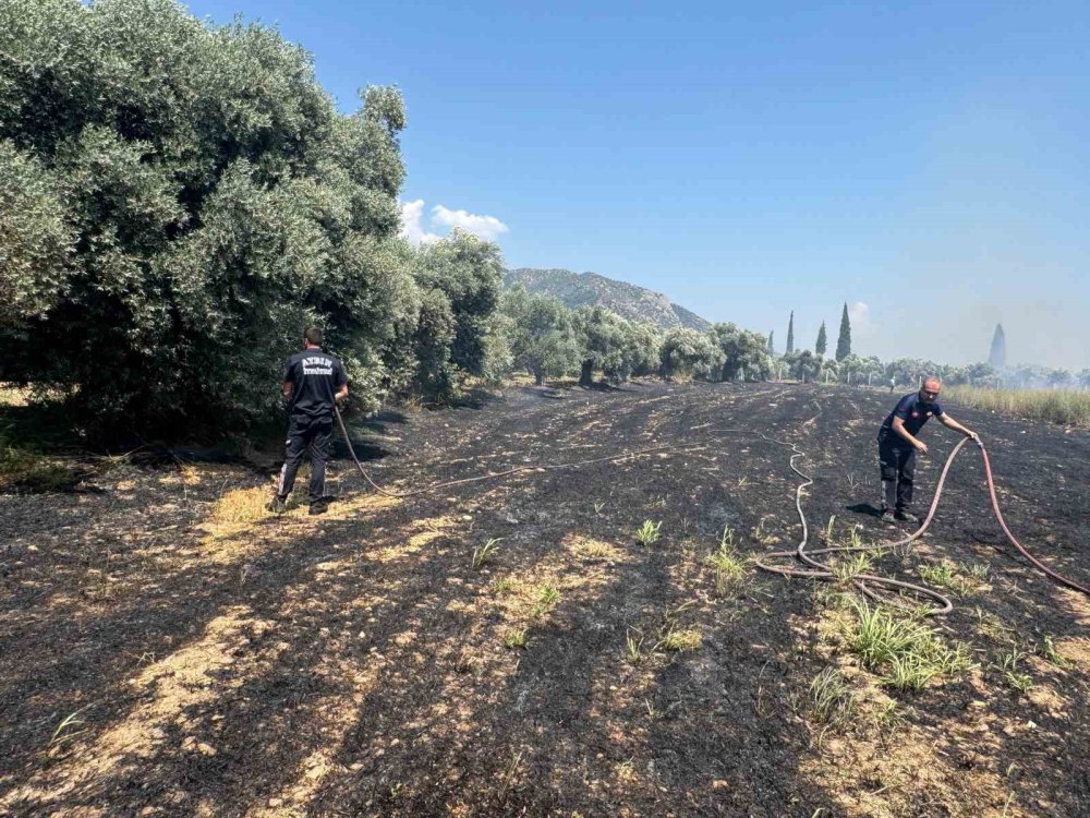 Zirai alanda yangın paniği! Zeytin ağaçları zarar gördü