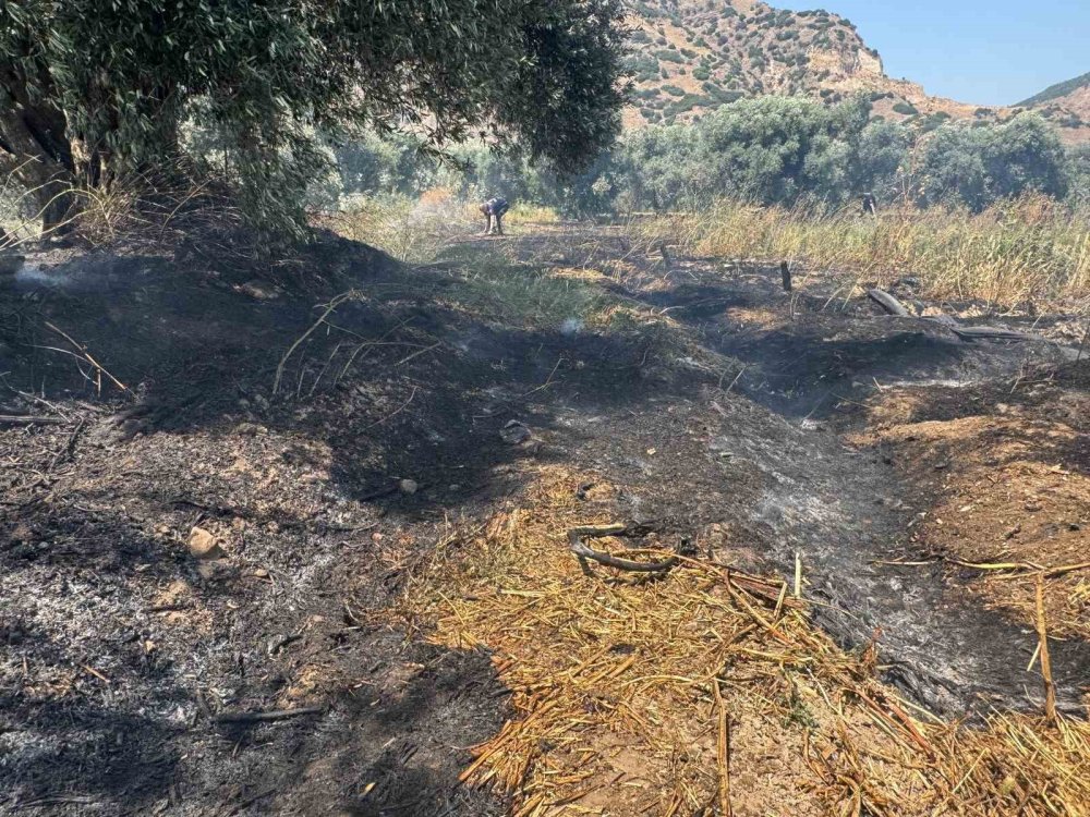 Zirai alanda yangın paniği! Zeytin ağaçları zarar gördü