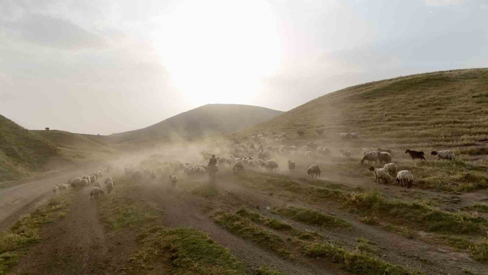 Sürülerin geleneksel tozlu yolculuğu başladı