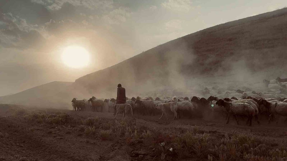 Sürülerin geleneksel tozlu yolculuğu başladı