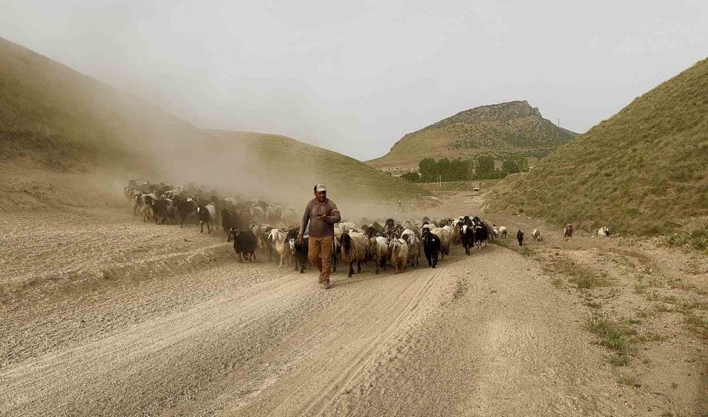 Sürülerin geleneksel tozlu yolculuğu başladı