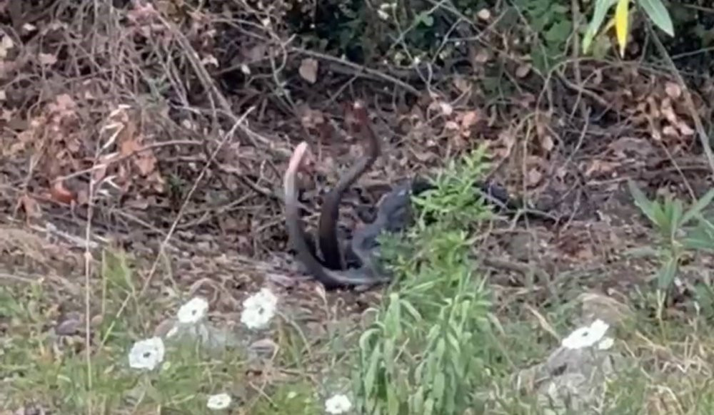 Yılanların dansı kamerada