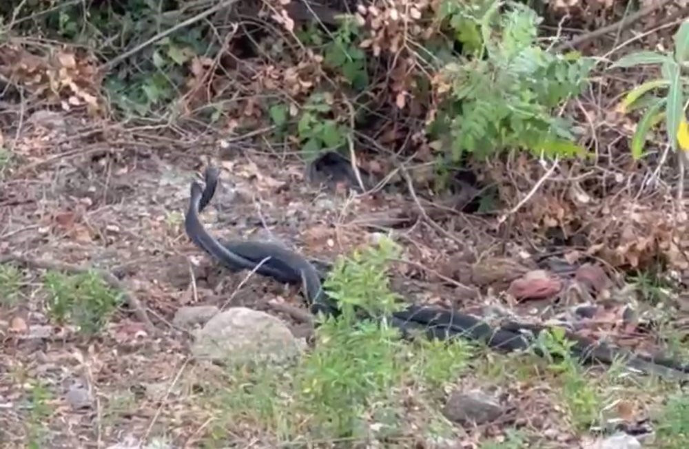 Yılanların dansı kamerada