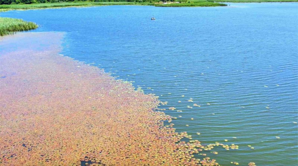 Arnavutköy’ün gizli cenneti: Terkos Gölü’nde İlkbaharın renk şöleni! Pembe ve yeşilin dansı