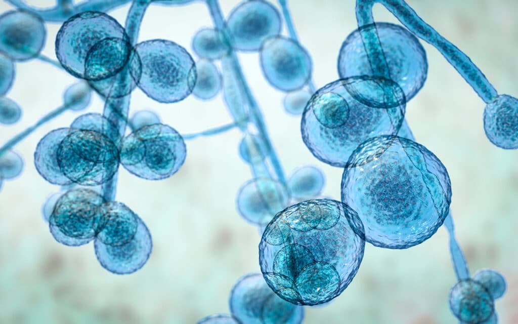 candida-auris-1024x640.jpg
