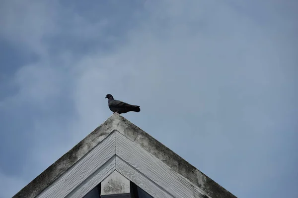 depositphotos-265170504-stock-photo-bird-house-roof-cloudy-sky-001.jpg