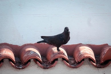 pigeon-animal-bird-roof-white-260nw-2509736367.jpg