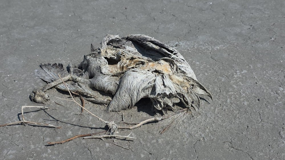 Türkiye’nin ikinci büyük gölünde katliam! Susuz kalan yüzlerce yavru öldü: Bu felakete kim 'dur' diyecek'?