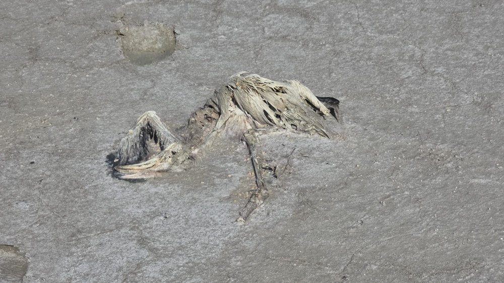 Türkiye’nin ikinci büyük gölünde katliam! Susuz kalan yüzlerce yavru öldü: Bu felakete kim 'dur' diyecek'?