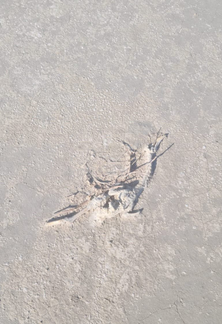 Türkiye’nin ikinci büyük gölünde katliam! Susuz kalan yüzlerce yavru öldü: Bu felakete kim 'dur' diyecek'?