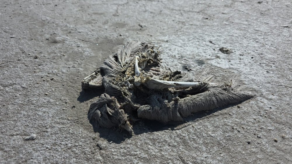 Türkiye’nin ikinci büyük gölünde katliam! Susuz kalan yüzlerce yavru öldü: Bu felakete kim 'dur' diyecek'?