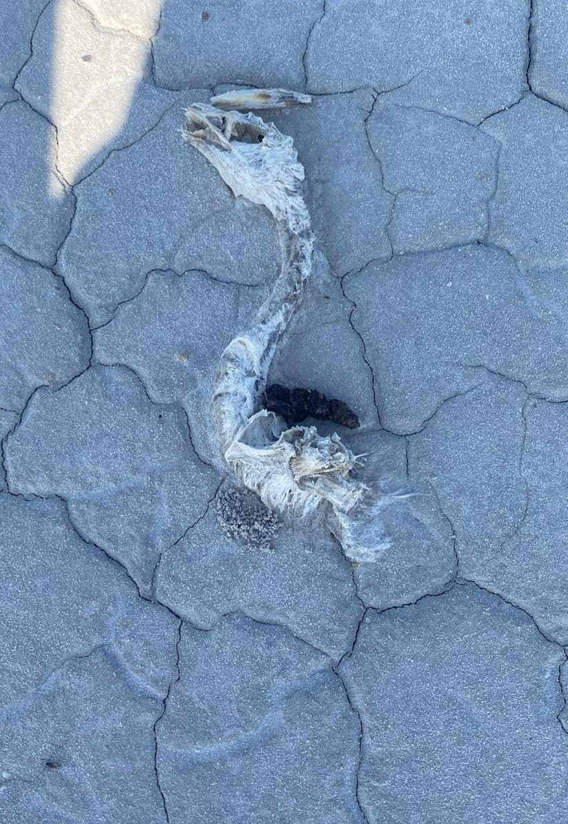 Türkiye’nin ikinci büyük gölünde katliam! Susuz kalan yüzlerce yavru öldü: Bu felakete kim 'dur' diyecek'?