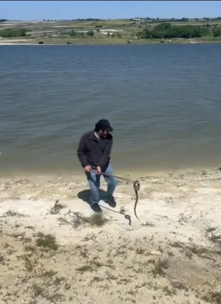 İstanbul’da yılan paniği: 7 ilçe diken üstünde! İhbarlar artırıyor: Ev, işyeri, sokaklar…