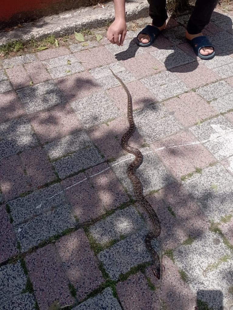 İstanbul’da yılan paniği: 7 ilçe diken üstünde! İhbarlar artırıyor: Ev, işyeri, sokaklar…