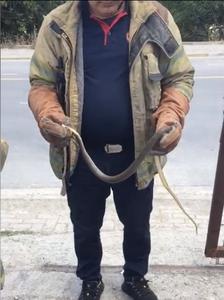 İstanbul’da yılan paniği: 7 ilçe diken üstünde! İhbarlar artırıyor: Ev, işyeri, sokaklar…